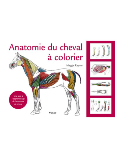 ANATOMIE DU CHEVAL A COLORIER