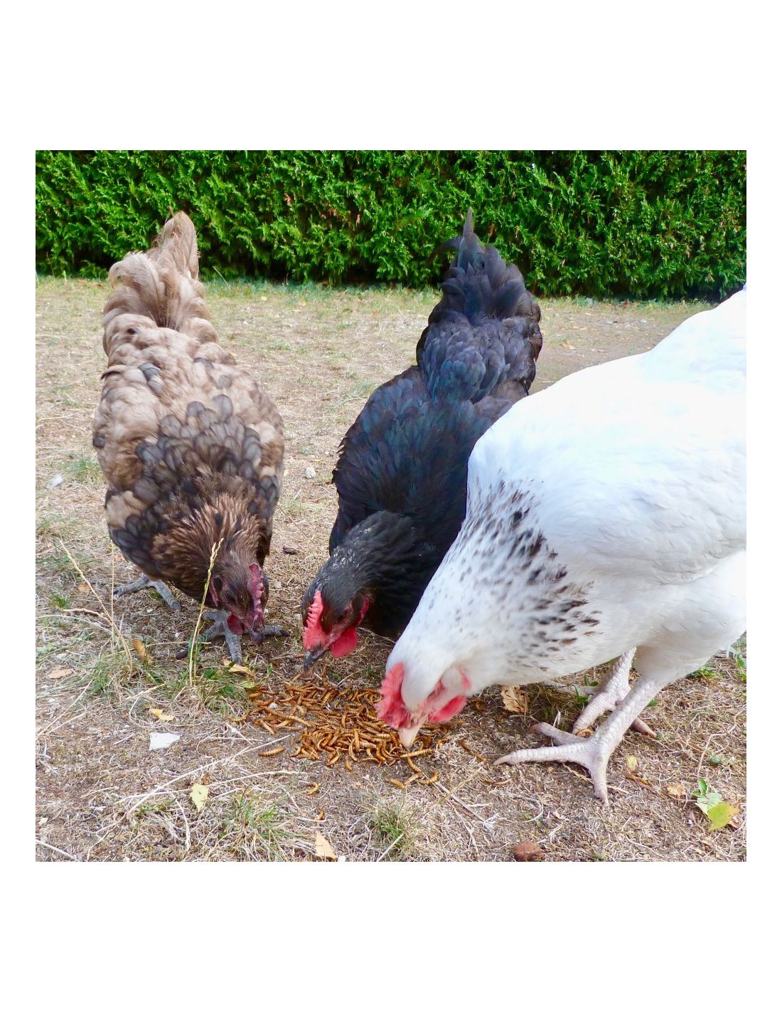 Vers de farine déshydratés en sac Distrigalli - 1 kg : Alimentation des  poules DISTRIGALLI animalerie - botanic®